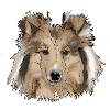 Collie