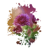 Blume