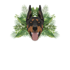 Tropical Doberman