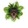 Tropical Doberman