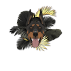 Golden Dog Doberman