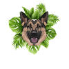 Tropical German Shepherd
