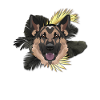 Golden Dog German Shepherd