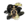 Golden Dog allemand Wirehair