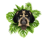 Tropical German Wirehair