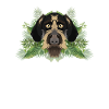 Tropical German Wirehair
