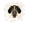 Golden Dog German Wirehair