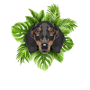 Tropical Dachshund