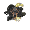 Golden Dog Dachshund
