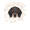 Golden Dog Dachshund