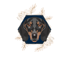 Golden Dog Dachshund