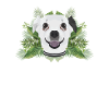 Tropical Chihuahua