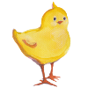 Chicks cheeky