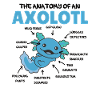 Axolotl Explication Anatomie d’un Axolotl