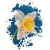 Blume
