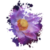 Blume