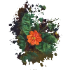Blume