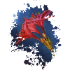 Blume