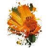 Blume
