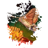 Schmetterling