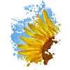 Sonnenblume