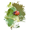 Marienkäfer
