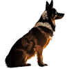 Chien