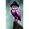 Owl with hat