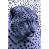 Snow Leopard Blue Eyes