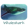 Whale Shark Walhai