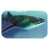 Walhai whale shark