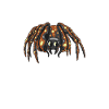 Tarentule Arachnide de compagnie