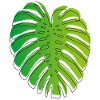 Monstera vert