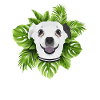 Tropical Chihuahua