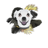 Golden Dog Chihuahua