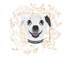 Golden Dog Chihuahua
