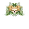 Tropical Chihuahua