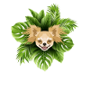 Tropical Chihuahua