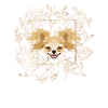 Golden Dog Chihuahua