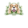 Tropical Cavalier King Charles Spaniel