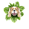 Tropical Cavalier King Charles Spaniel