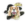 Golden Dog Cavalier King Charles Spaniel