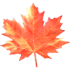 Maple Leaf Colorful Colors Maple Tree Forest Warm