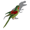 Parakeet Funny saying