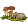 Igel