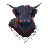 Highland cow