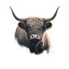 Highland cow