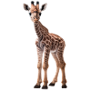 Giraffe - Giraffe Baby - Cool Kids Giraffe