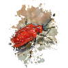 Krabbeltier