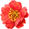 red flower rose